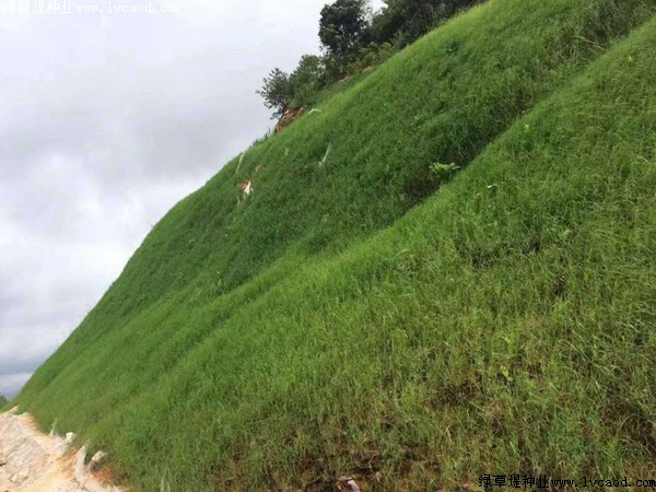 護坡草坪種植施工方案