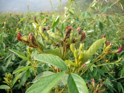 [木豆種子]木豆種子圖片_價格_種植方法