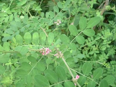 [馬棘種子]馬棘種子圖片_價格_種植方法