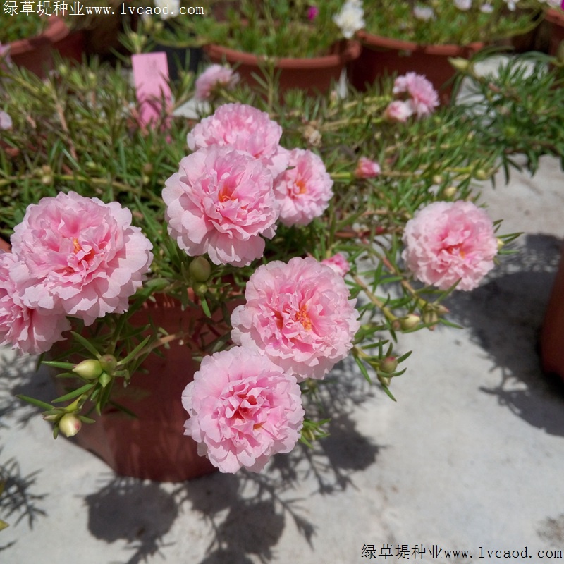 太陽(yáng)花