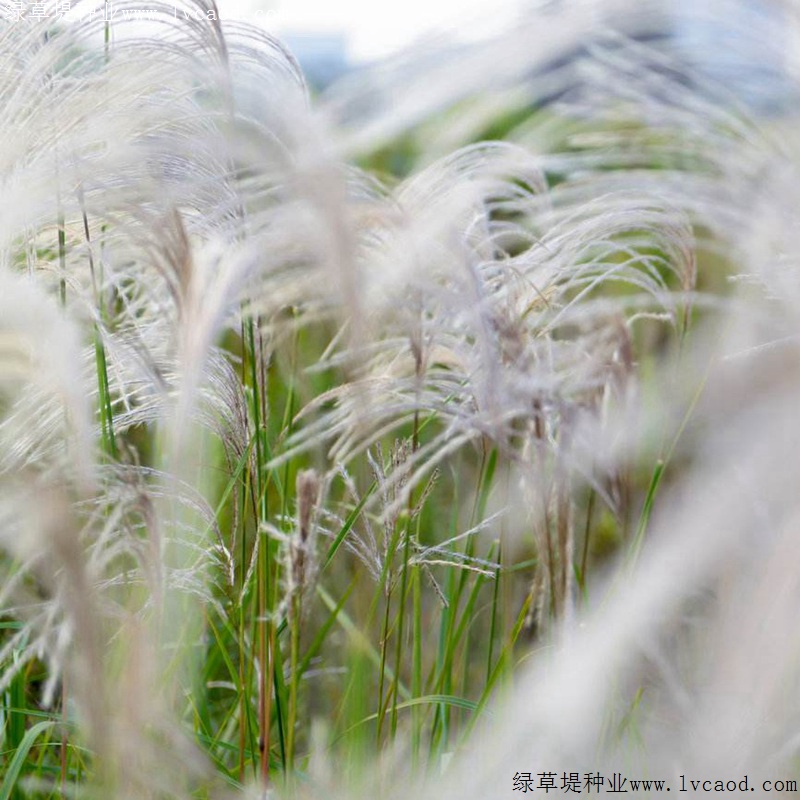 野芒草