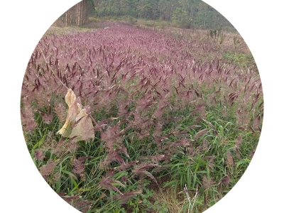 糖蜜草種子價格_圖片_種植方法