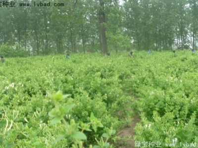 金銀花種子哪里有賣(mài),金銀花種子價(jià)格貴嗎