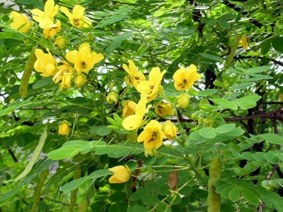 室外種植七里黃需要多久可以開花？