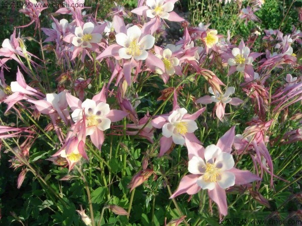 大花耬斗菜種子發芽出苗開花圖片