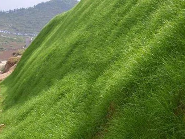 狗牙根草坪——生命力頑強的草坪品種