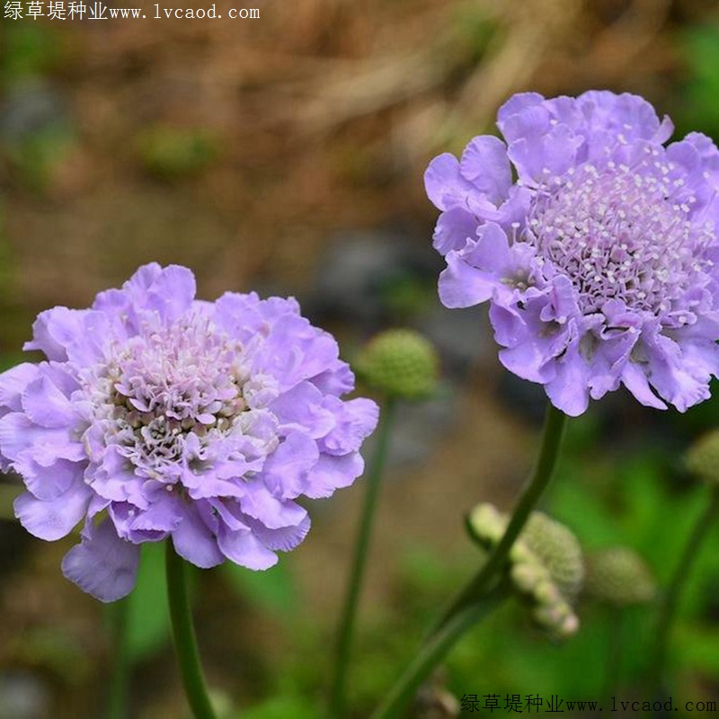 輪峰菊