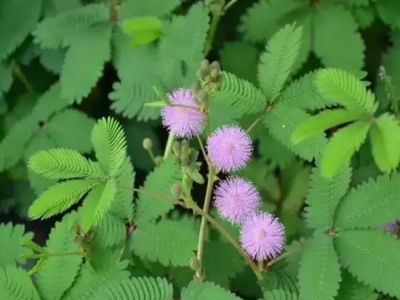 【含羞草種子】含羞草的種植和注意事項