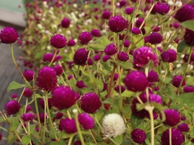 千日紅幾天發芽，播種后會多久開花？