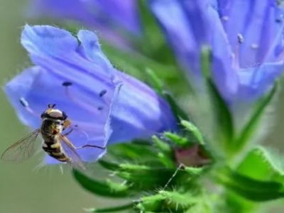 【藍薊】藍薊花期多久