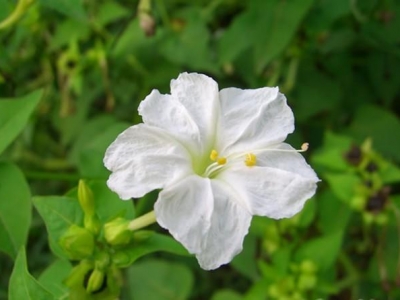 紫茉莉除了觀賞，還有3個(gè)用途，沒(méi)想到能敷面