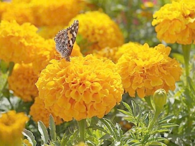 花開鮮艷極易養(yǎng)活，花期長的萬壽菊，該如何育苗栽種開出好花