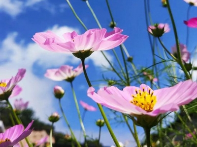 波斯菊怎么種？怎么養？