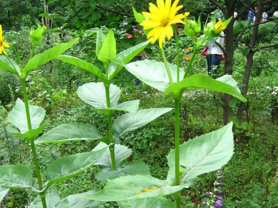 串葉松香草的種植方法_用途_種子價格