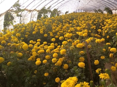 萬壽菊的種植方法_用途_種子價格