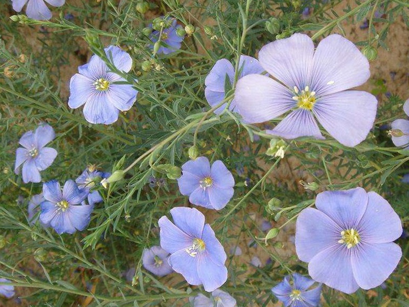 蘭花亞麻