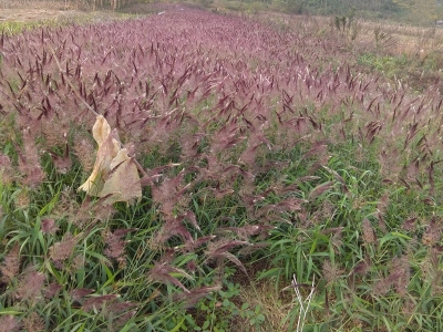 糖蜜草的花期是什么時候？