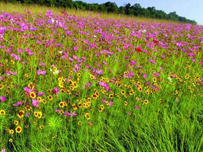 野花組合種子的發(fā)芽時間是什么時候？