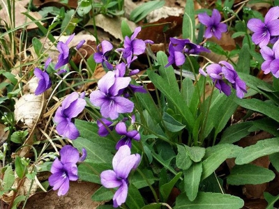 紫花地丁幾天發(fā)芽，幾天開花?