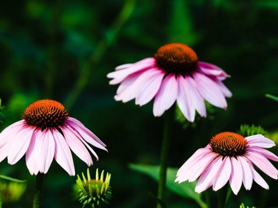 紫松果菊幾天發(fā)芽，什么時(shí)候開(kāi)花