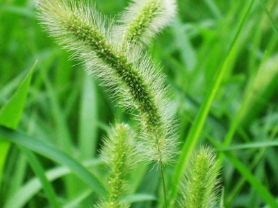 狗尾草什么時(shí)候開花，開花開多久？