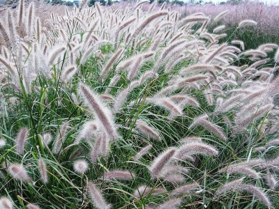 東方狼尾草幾天發芽多久開花？