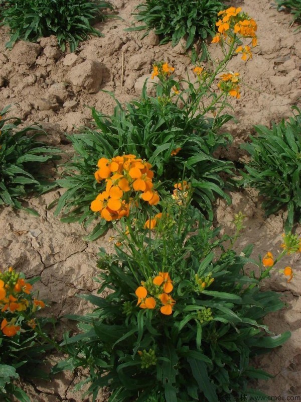 七里黃種子發芽出苗開花圖片