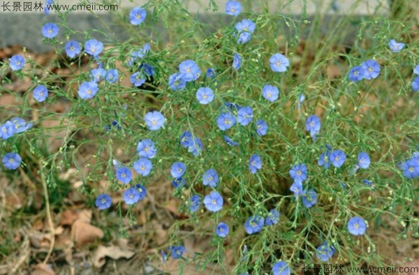 藍花亞麻種子發芽出苗圖片