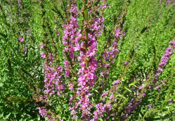 千屈菜種子發(fā)芽出苗開花圖片