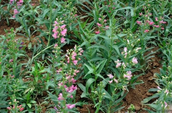 吊鐘柳種子發芽出苗開花圖片