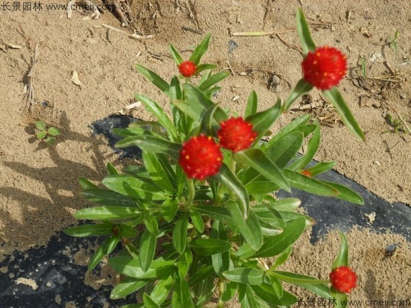 千日紅種子發芽出苗開花圖片