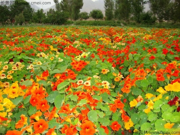 旱金蓮種子發芽出苗開花圖片