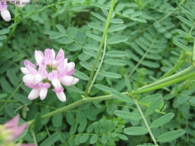 小冠花種子的種植方法