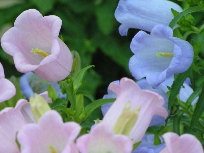 風鈴花開花可以開幾次