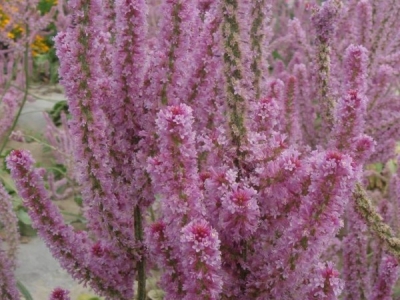 情人草幾天發芽，播種后多久開花