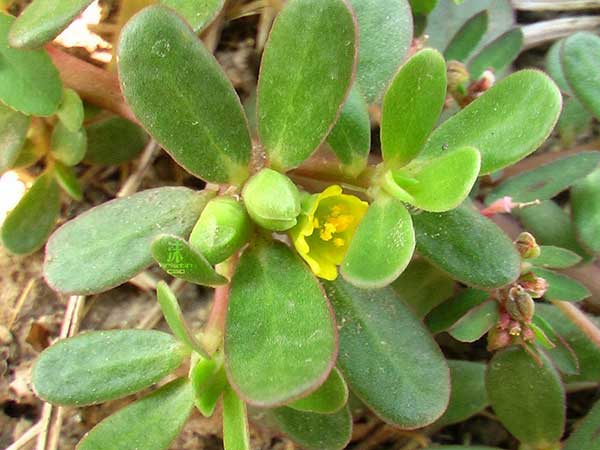 馬齒莧種子發(fā)芽出苗開花圖片