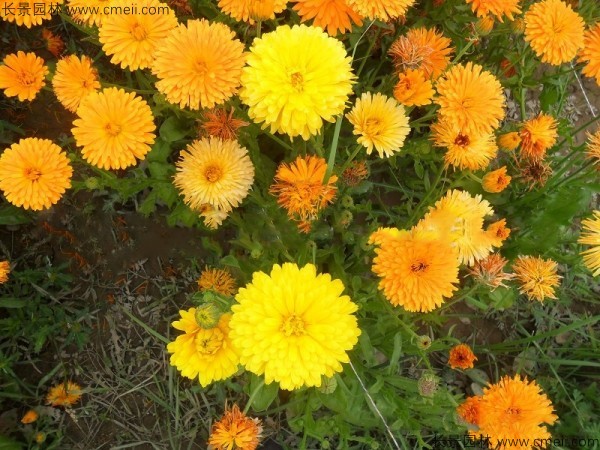 黃金菊種子發芽出苗開花圖片