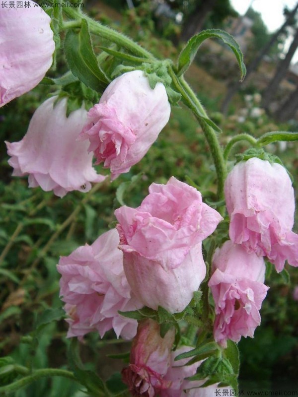 風鈴花種子發芽出苗開花圖片