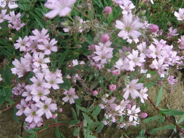 滿天星植物開花圖片