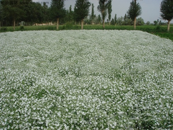 滿天星植物開花圖片