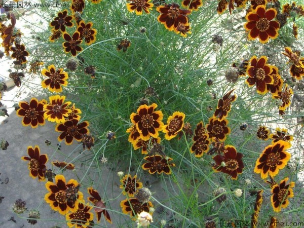 金雞菊種子發芽出苗開花圖片