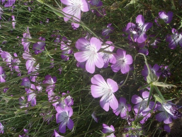 麥仙翁種子發芽出苗開花圖片