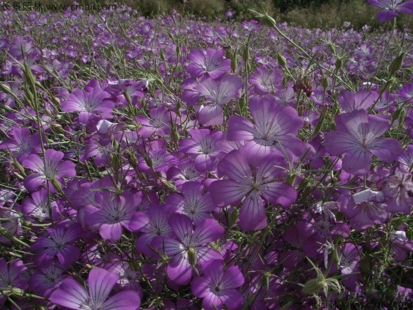 麥仙翁種子發芽出苗開花圖片