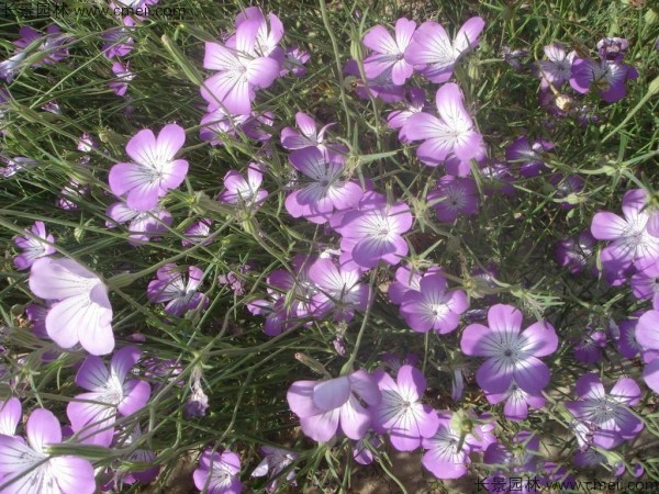 麥仙翁種子發芽出苗開花圖片