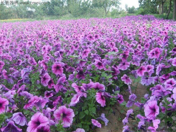 牽牛花種子發芽出苗開花圖片