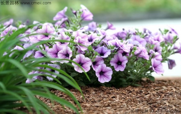 牽牛花種子發芽出苗開花圖片