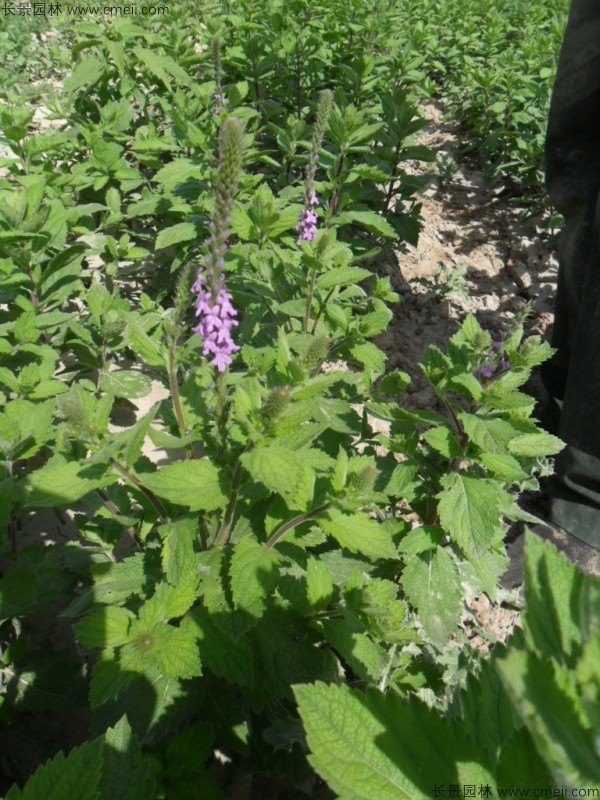 美女櫻種子發(fā)芽出苗開(kāi)花圖片