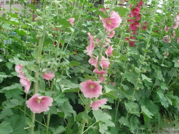 蜀葵開(kāi)花圖片