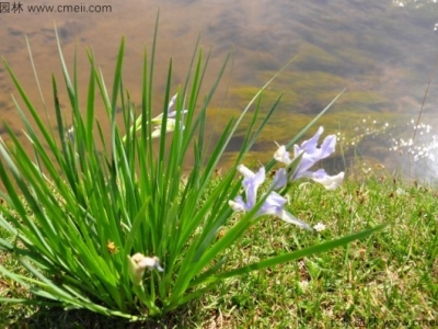 馬蘭花種子幾天發(fā)芽