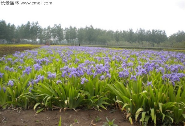 藍花鳶尾種子發芽出苗開花圖片